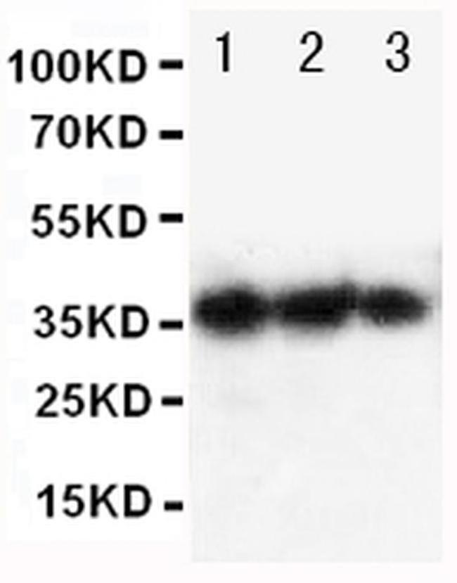 Epo Antibody in Western Blot (WB)