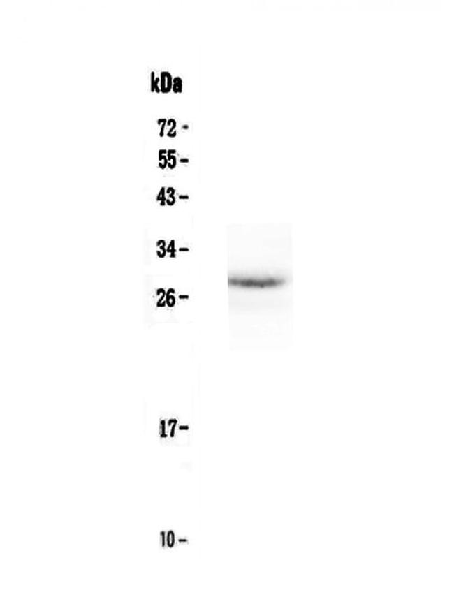 Epo Antibody in Western Blot (WB)