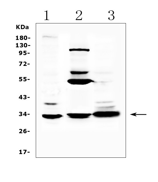 ERCC1 Antibody in Western Blot (WB)