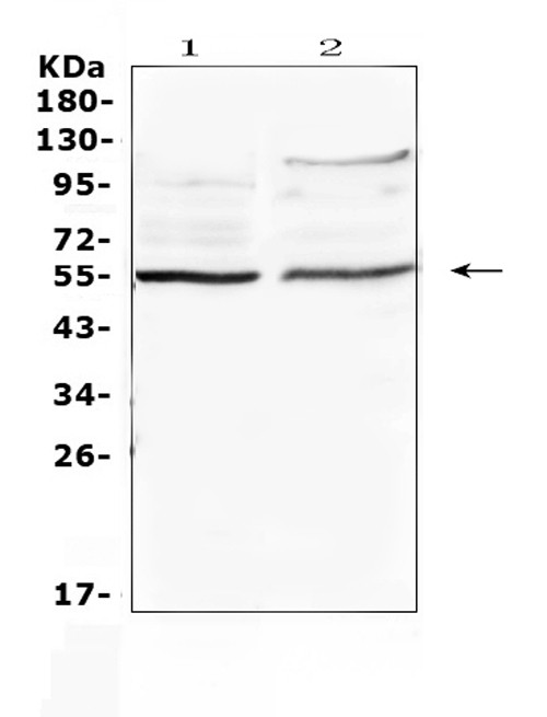 ETS1 Antibody in Western Blot (WB)