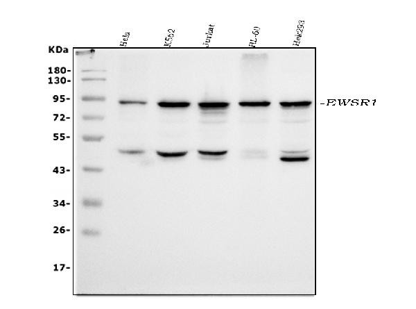 EWSR1 Antibody in Western Blot (WB)