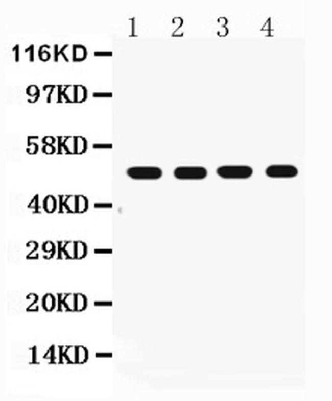 FAS (CD95) Antibody in Western Blot (WB)