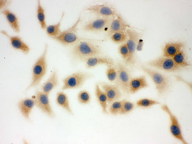 FASN Antibody in Immunocytochemistry (ICC/IF)