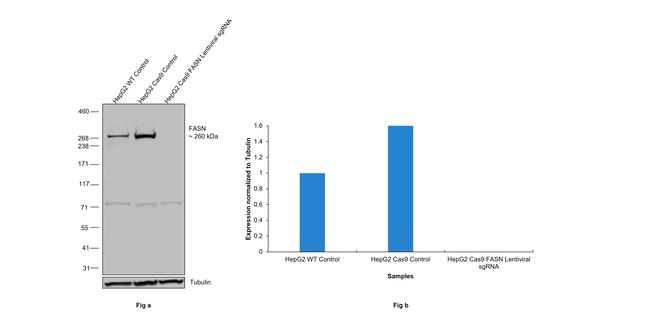 FASN Antibody in Western Blot (WB)