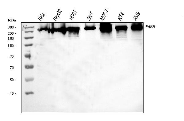 FASN Antibody in Western Blot (WB)