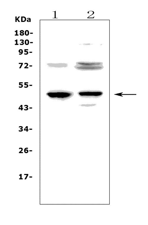 CD23 Antibody in Western Blot (WB)