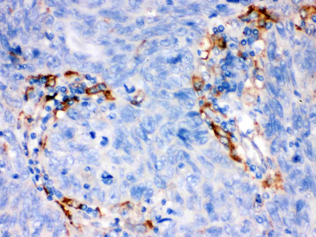 FCGRT Antibody in Immunohistochemistry (Paraffin) (IHC (P))