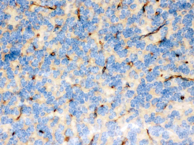 FCGRT Antibody in Immunohistochemistry (Paraffin) (IHC (P))