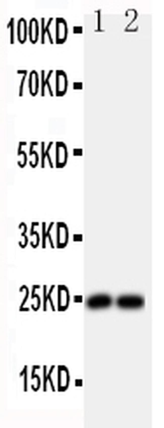 FGF19 Antibody in Western Blot (WB)