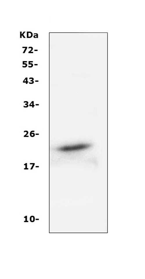 FGF21 Antibody in Western Blot (WB)