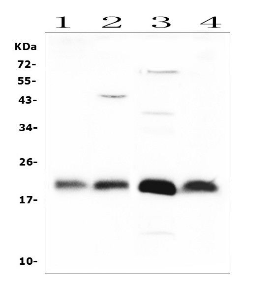 FGF21 Antibody in Western Blot (WB)