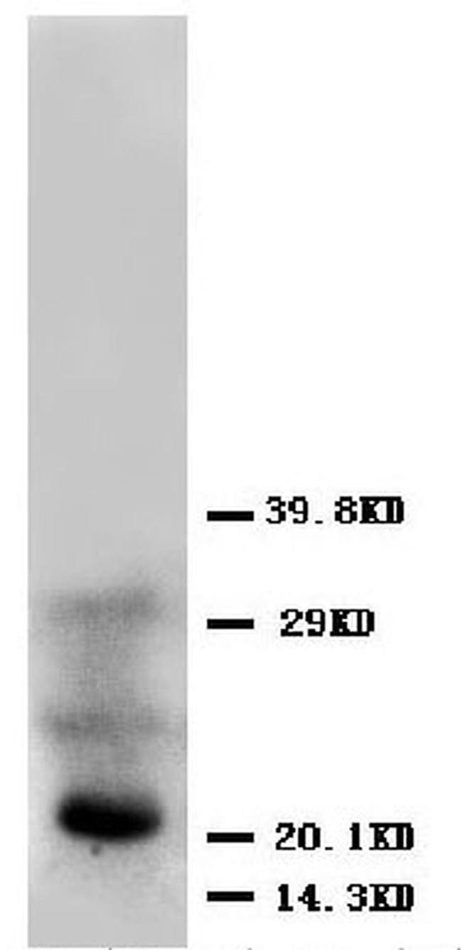 FGF4 Antibody in Western Blot (WB)