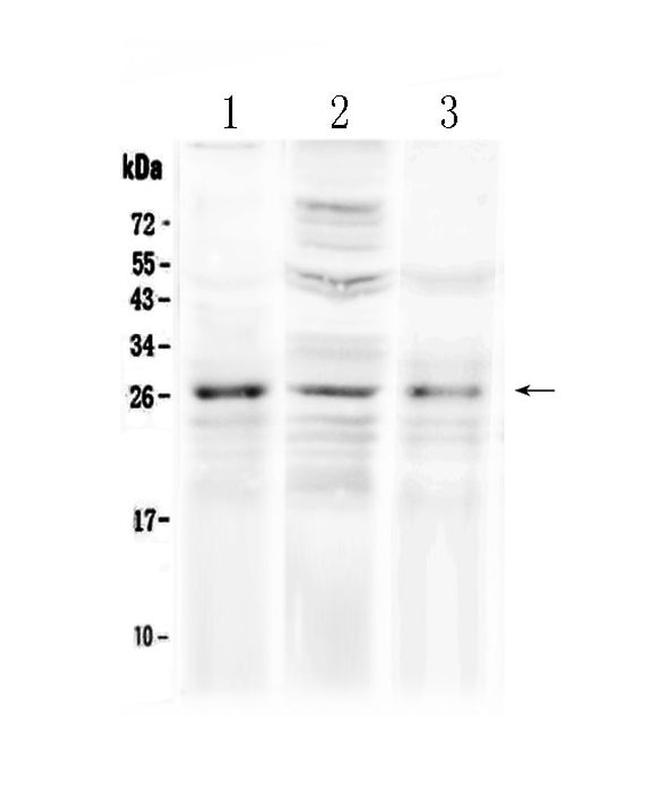 FGF8 Antibody in Western Blot (WB)