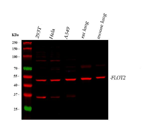 Flotillin 2 Antibody in Western Blot (WB)