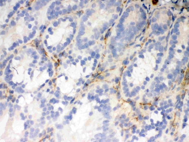 Flotillin 2 Antibody in Immunohistochemistry (Frozen) (IHC (F))