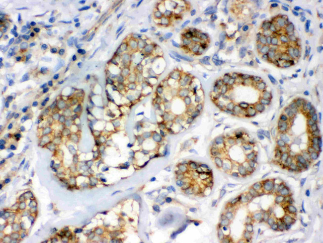 Flotillin 2 Antibody in Immunohistochemistry (Paraffin) (IHC (P))