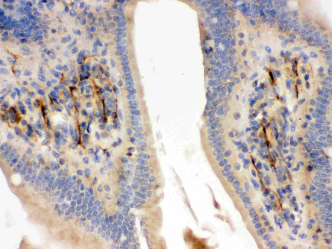 Flotillin 2 Antibody in Immunohistochemistry (Paraffin) (IHC (P))