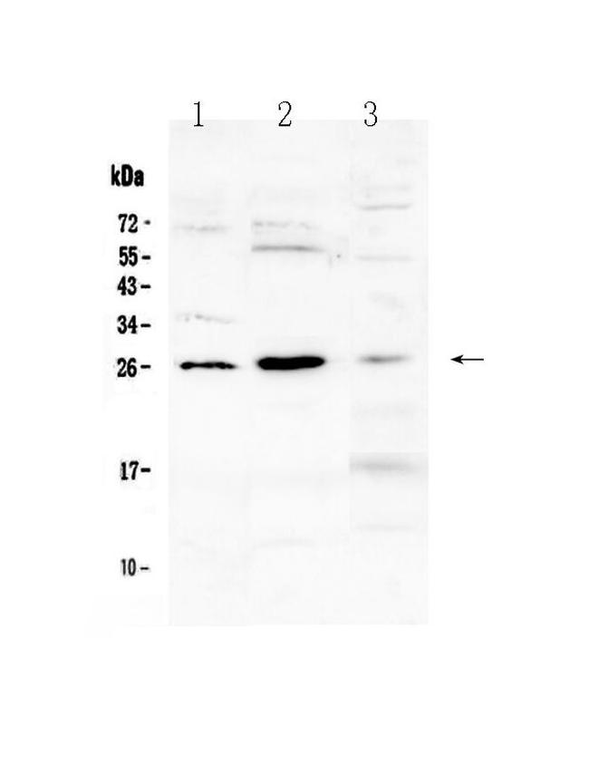 FLT3LG Antibody in Western Blot (WB)