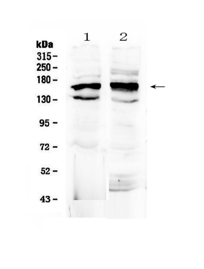 FMN1 Antibody in Western Blot (WB)