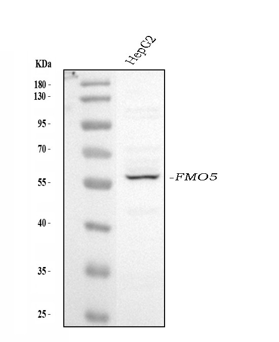 FMO5 Antibody in Western Blot (WB)