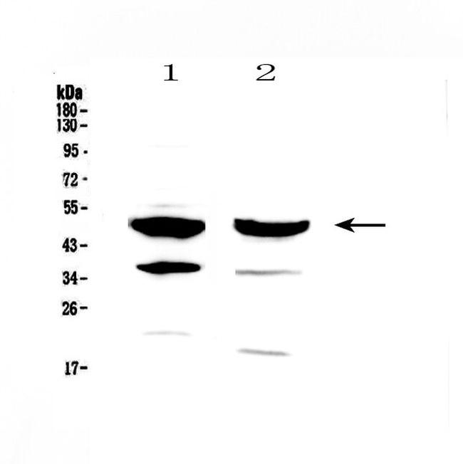 FOXA1 Antibody in Western Blot (WB)