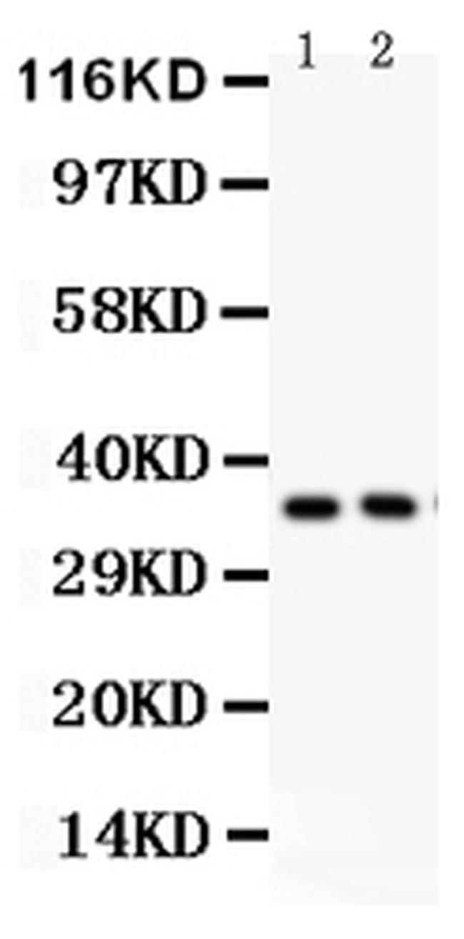 FRZB Antibody in Western Blot (WB)