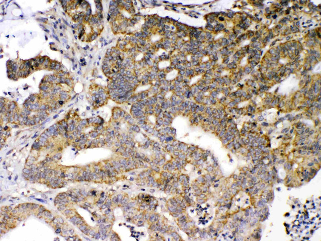 GAD65 Antibody in Immunohistochemistry (Paraffin) (IHC (P))