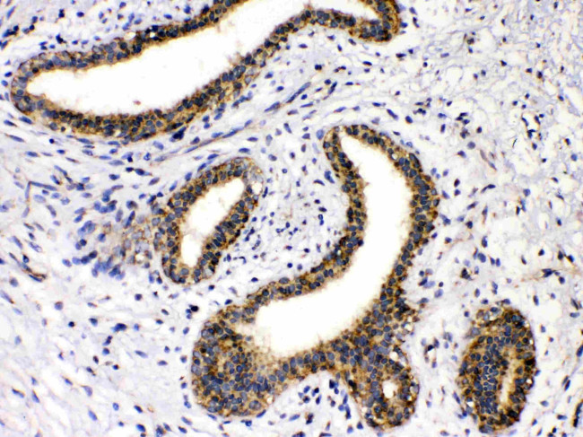 GAD65 Antibody in Immunohistochemistry (Paraffin) (IHC (P))