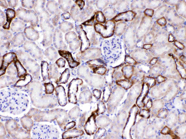 GAD65 Antibody in Immunohistochemistry (Paraffin) (IHC (P))