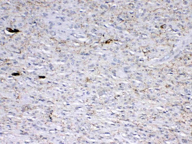 GAD65 Antibody in Immunohistochemistry (Paraffin) (IHC (P))