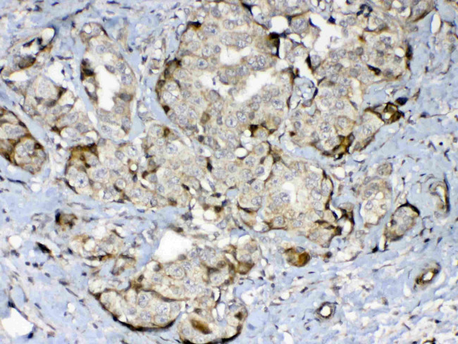 GAD65 Antibody in Immunohistochemistry (Paraffin) (IHC (P))