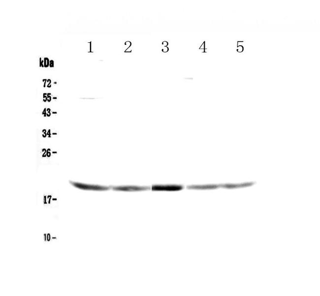 GADD45G Antibody in Western Blot (WB)