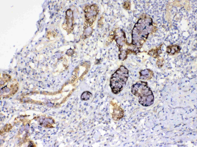 GALE Antibody in Immunohistochemistry (Paraffin) (IHC (P))