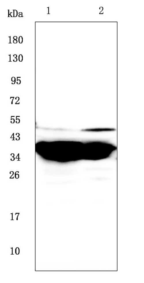 GALE Antibody in Western Blot (WB)