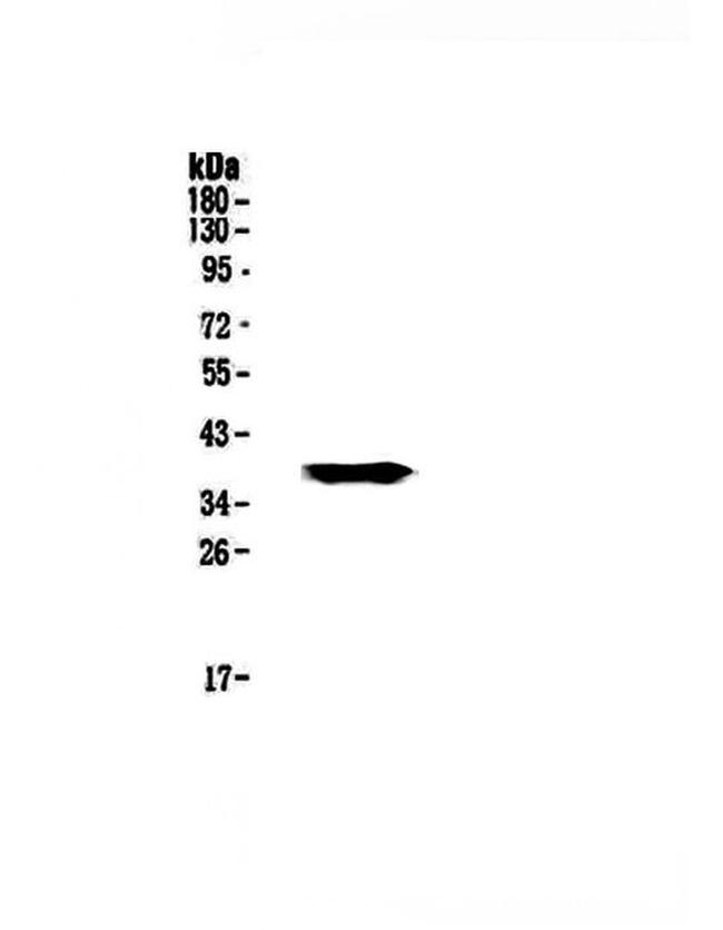 GALE Antibody in Western Blot (WB)