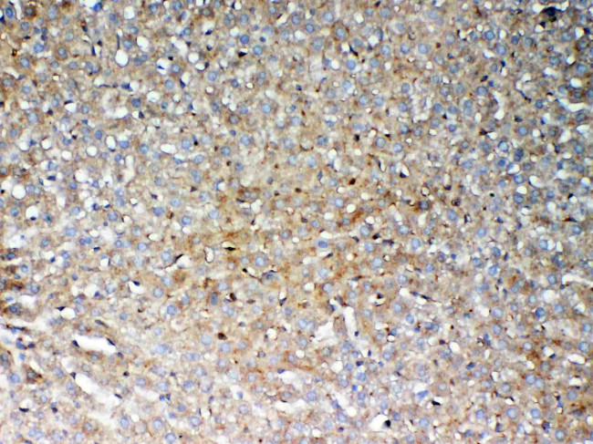 GALNS Antibody in Immunohistochemistry (Paraffin) (IHC (P))