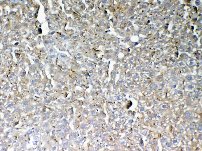 GALNS Antibody in Immunohistochemistry (Paraffin) (IHC (P))