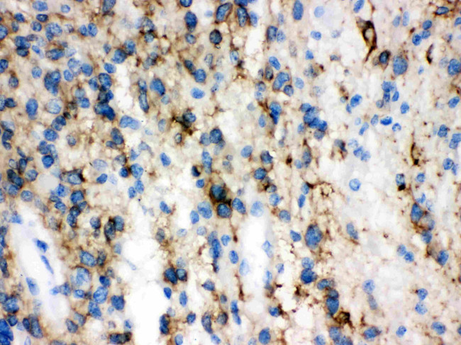 GAP43 Antibody in Immunohistochemistry (Paraffin) (IHC (P))