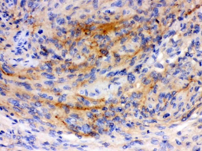 GAP43 Antibody in Immunohistochemistry (Paraffin) (IHC (P))