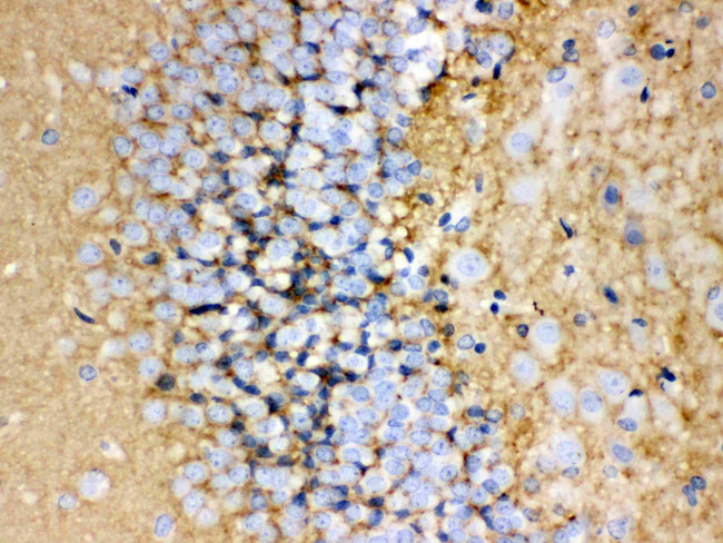 GAP43 Antibody in Immunohistochemistry (Paraffin) (IHC (P))