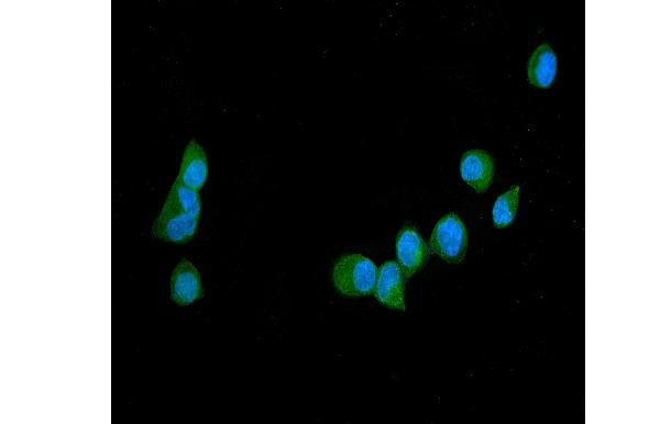 GAS6 Antibody in Immunocytochemistry (ICC/IF)