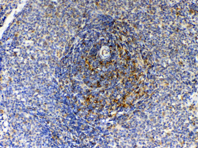 GAS6 Antibody in Immunohistochemistry (Paraffin) (IHC (P))