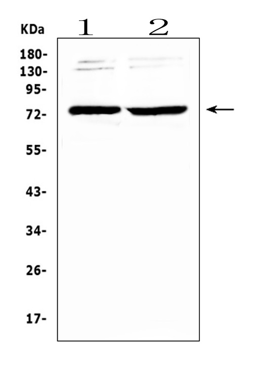 GAS6 Antibody in Western Blot (WB)