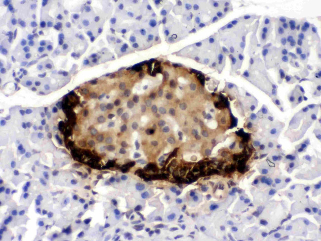 GLP-1 Antibody in Immunohistochemistry (Paraffin) (IHC (P))