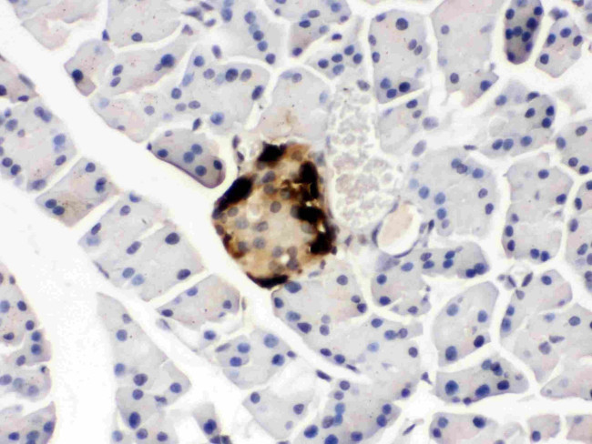 GLP-1 Antibody in Immunohistochemistry (Paraffin) (IHC (P))