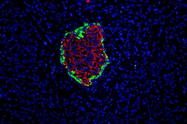 GLP-1 Antibody in Immunohistochemistry (Paraffin) (IHC (P))