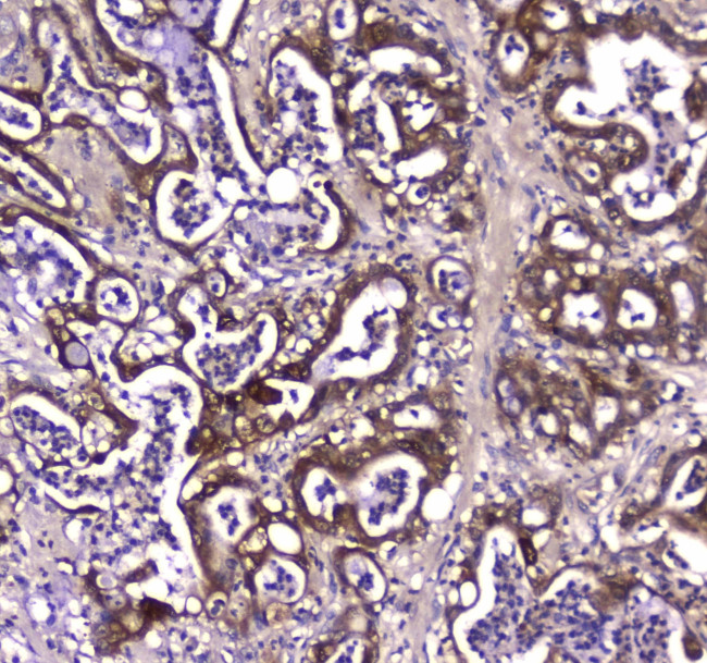 GDA Antibody in Immunohistochemistry (Paraffin) (IHC (P))