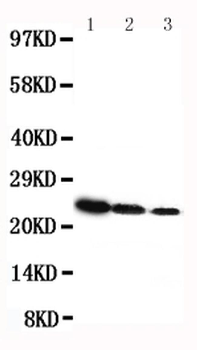 Growth Hormone Antibody in Western Blot (WB)