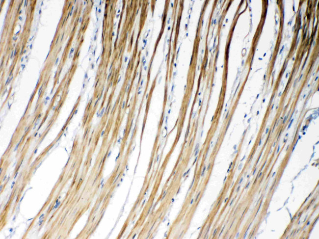 Connexin 45 Antibody in Immunohistochemistry (Paraffin) (IHC (P))