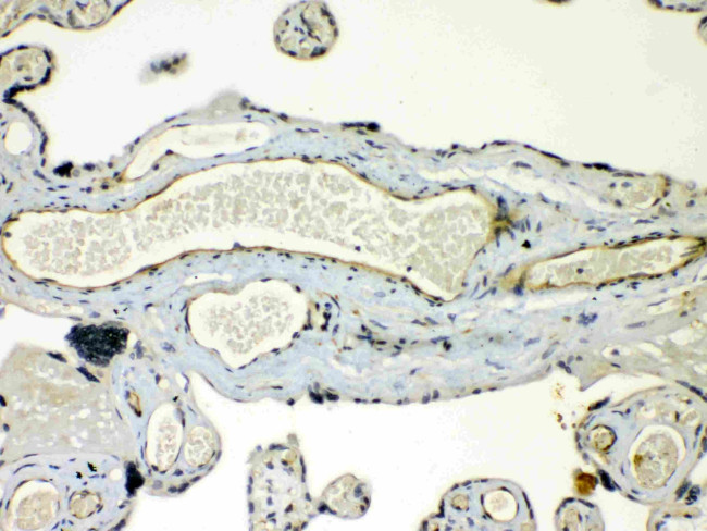 Connexin 45 Antibody in Immunohistochemistry (Paraffin) (IHC (P))